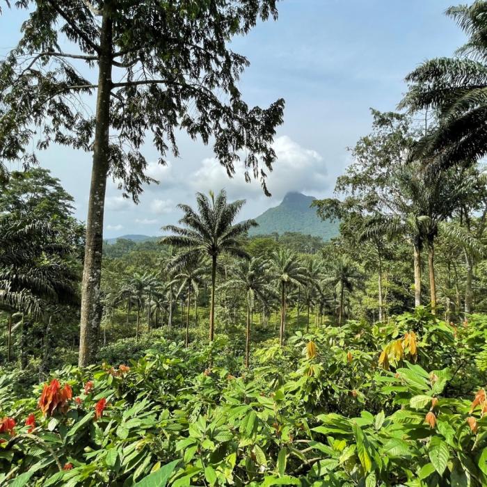 cuvee sao tome 76 par valrhona